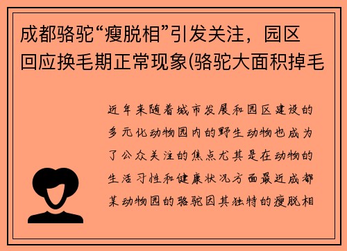 成都骆驼“瘦脱相”引发关注，园区回应换毛期正常现象(骆驼大面积掉毛)